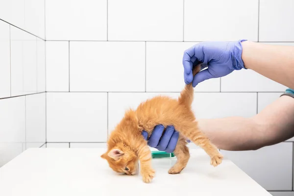 Kivizsgálás és kezelés-ból egy gyömbéres cica mellett egy orvos-on egy veterán rendelőintézet elszigetelt-ra fehér háttér, himlőoltás-ból pets. — Stock Fotó