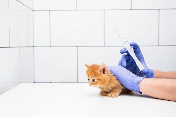 Chequeo y tratamiento de un gatito jengibre por un médico en una clínica veterinaria aislado sobre fondo blanco, vacunación de mascotas . — Foto de Stock