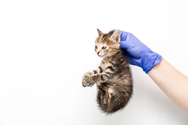 兽医诊所的医生对小猫的检查和治疗，在白色背景上隔离，为宠物接种疫苗，由衣领抱着. — 图库照片