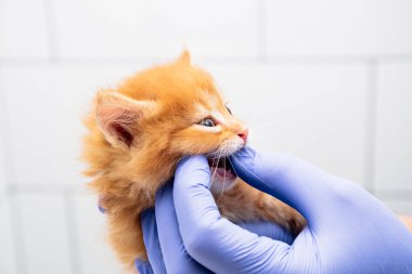 Bir veteriner beyaz arka plan üzerinde izole bir veteriner kliniğinde bir kedi nin ağız ve diş kontrol.