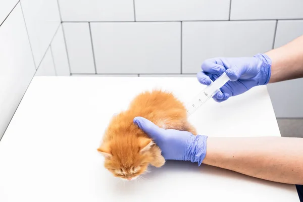 Checkup and treatment of a ginger kitten by a doctor at a vet clinic isolated on white background, vaccination of pets.