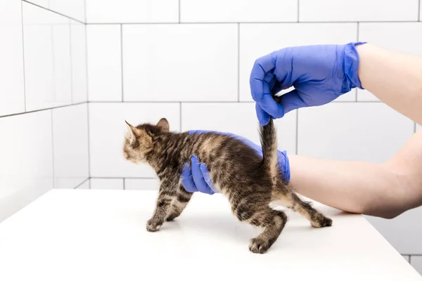 Checkup and treatment of a kitten by a doctor at a vet clinic isolated on white background, vaccination of pets.