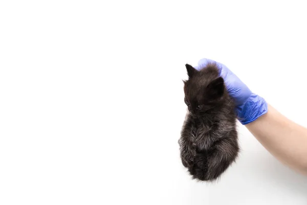 Checkup and treatment of a black kitten by a doctor at a vet clinic isolated on white background, vaccination of pets. — Stock Photo, Image