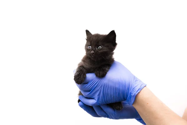 在兽医诊所接受医生对小猫的检查和治疗，在白色背景上隔离，为宠物接种疫苗. — 图库照片