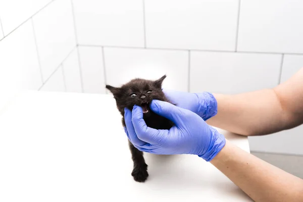 兽医在兽医诊所检查猫的嘴和牙齿，在白色背景上隔离. — 图库照片