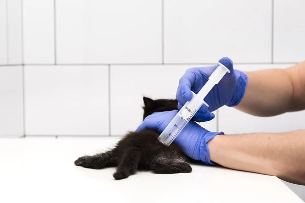 由一名医生在一间白色背景的兽医诊所对一只黑猫进行检查和治疗，为宠物注射疫苗. — 图库照片