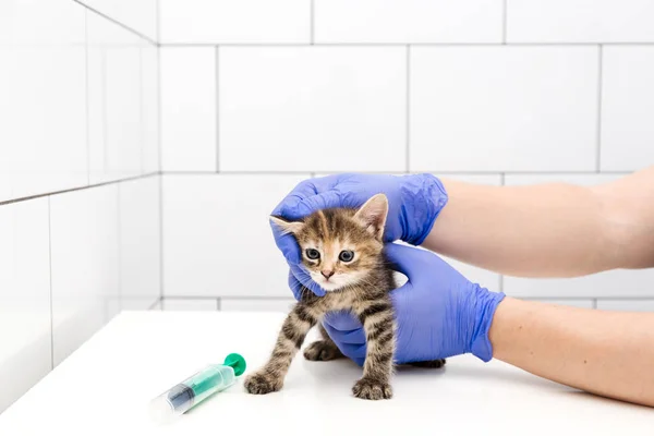 Chequeo y tratamiento de Kitten por un médico en una clínica veterinaria aislado sobre fondo blanco, vacunación de mascotas . — Foto de Stock