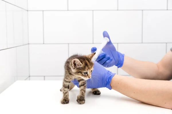 Chequeo y tratamiento de Kitten por un médico en una clínica veterinaria aislado sobre fondo blanco, vacunación de mascotas . — Foto de Stock