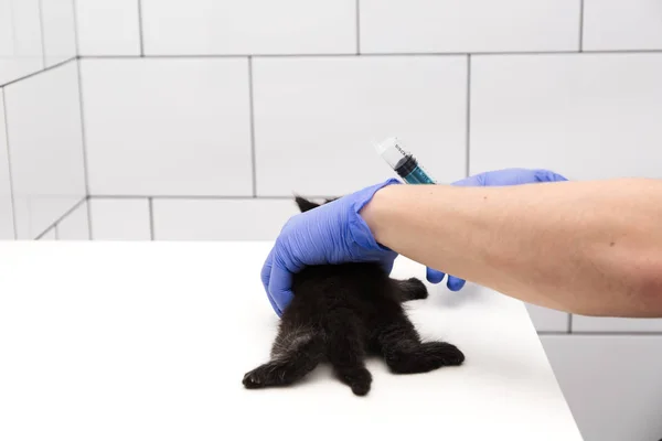 Checkup and treatment of a black kitten by a doctor at a vet clinic isolated on white background, vaccination of pets.