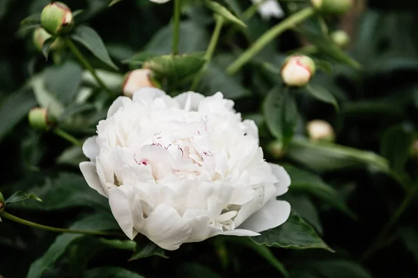 Крупним планом біла квітка півонії — стокове фото