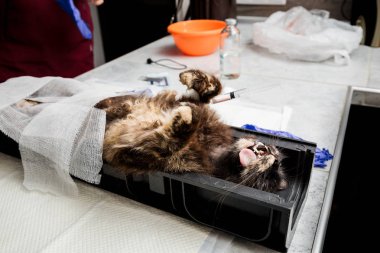 Bir kedinin sterilizasyonu. Karın ameliyatına hazırlık. Veteriner kedi cerrahisi, ürolithiaz.