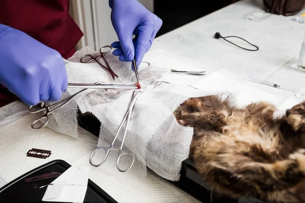 Esterilización de un gato. Incisión quirúrgica de los tejidos blandos del abdomen. Cirugía veterinaria para gatos, urolitiasis . — Foto de Stock