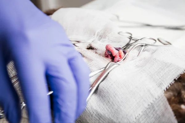 Sterilization of a cat. Abdominal surgery on the uterus close-up. Veterinary cat surgery, urolithiasis.