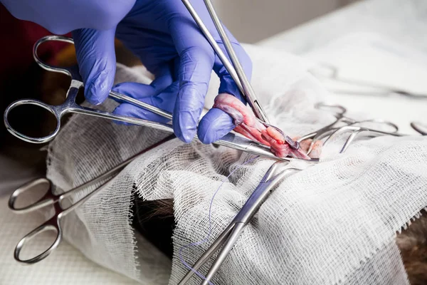 Esterilización de un gato. Cirugía abdominal en el primer plano del útero. Cirugía veterinaria para gatos, urolitiasis . — Foto de Stock