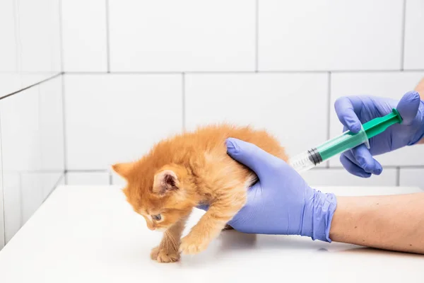 Checkup and treatment of a ginger kitten by a doctor at a vet clinic isolated on white background, vaccination of pet, cat