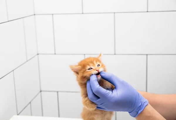 Un veterinario comprueba la boca y los dientes de un gato en una clínica veterinaria aislada sobre fondo blanco, gato — Foto de Stock