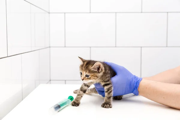 Chequeo y tratamiento de Kitten por un médico en una clínica veterinaria aislado sobre fondo blanco, vacunación de mascotas, gato — Foto de Stock