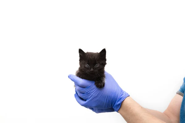在兽医诊所接受医生对小猫的检查和治疗，在白色背景上隔离，为宠物、猫接种疫苗 — 图库照片