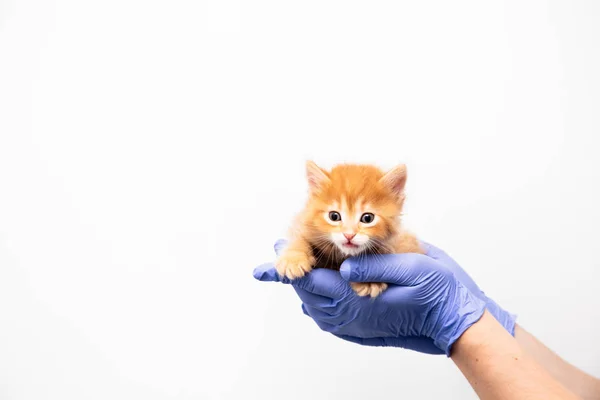 兽医诊所的医生对生姜小猫的检查和治疗，在白色背景上隔离，为宠物、猫接种疫苗 — 图库照片
