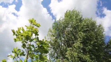 Rüzgarda sallanan huş ağacının yaprakları. Mavi gökyüzü. Güneşli bir gün. Huş ağacının yeşil yaprakları. Hava tahmini.