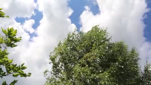 Hojas Abedul Balanceándose Viento Cielo Azul Día Soleado Hojas Verdes — Vídeo de stock