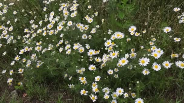 カモミールの花畑をクローズアップ デイジーの花開花医療カモミールと美しい自然のシーン 夏の花カモミールの背景 — ストック動画