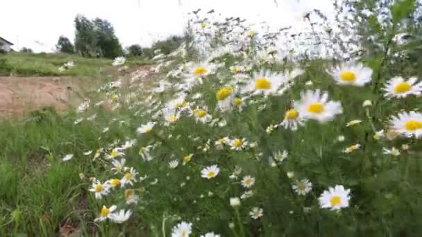 Kamomill Blommor Fältet Närbild Daisy Blommor Vacker Natur Scen Med — Stockvideo