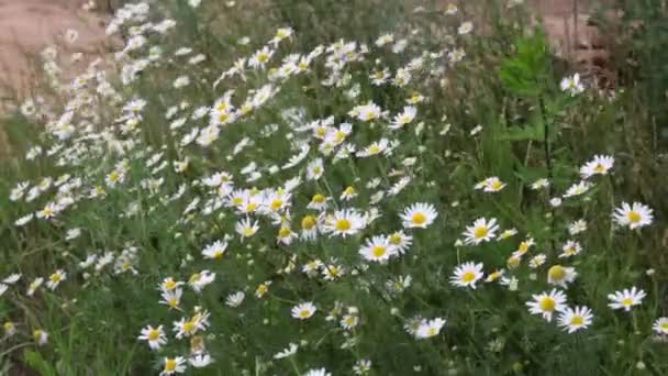 Kamomill Blommor Fältet Närbild Daisy Blommor Vacker Natur Scen Med — Stockvideo