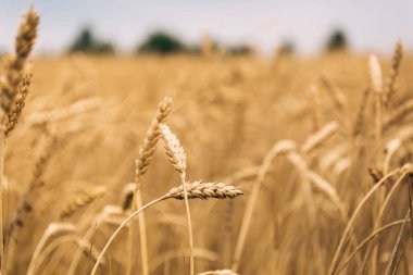Buğday veya çavdar taneleri ile hasat alanı.