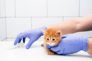 Kontrol ve beyaz arka plan izole bir veteriner kliniğinde bir doktor tarafından bir zencefil kedi yavrusu tedavisi, evcil hayvan aşısı.