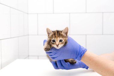 Checkup ve beyaz arka plan izole bir veteriner kliniğinde bir doktor tarafından Kitten tedavisi, evcil hayvan aşısı.