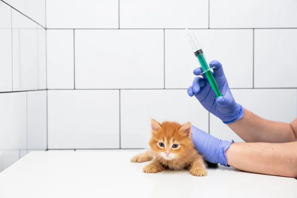 Chequeo y tratamiento de un gatito jengibre por un médico en una clínica veterinaria aislado sobre fondo blanco, vacunación de mascotas . — Foto de Stock