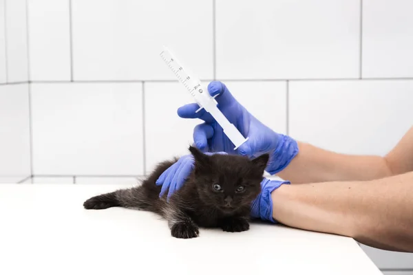 由一名医生在一间白色背景的兽医诊所对一只黑猫进行检查和治疗，为宠物注射疫苗. — 图库照片