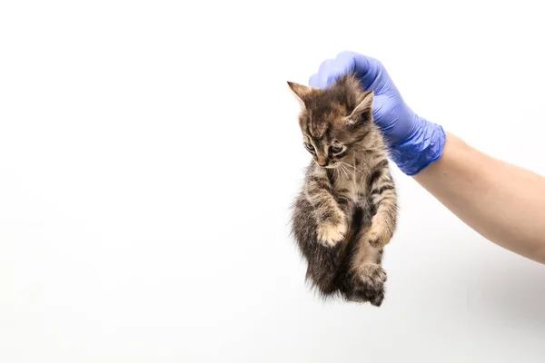 兽医诊所的医生对小猫的检查和治疗，在白色背景上隔离，为宠物接种疫苗，塔比猫 — 图库照片