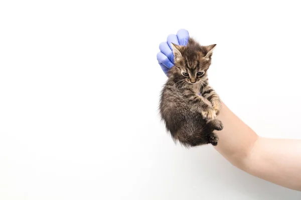 兽医诊所的医生对小猫的检查和治疗，在白色背景上隔离，为宠物接种疫苗，塔比猫 — 图库照片