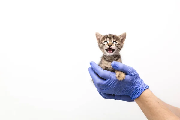 兽医诊所的医生对小猫的检查和治疗，在白色背景上隔离，为宠物接种疫苗，塔比猫 — 图库照片