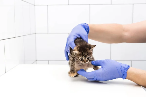 Chequeo y tratamiento del gatito por un médico en una clínica veterinaria aislado sobre fondo blanco, vacunación de mascotas, gato tabby — Foto de Stock