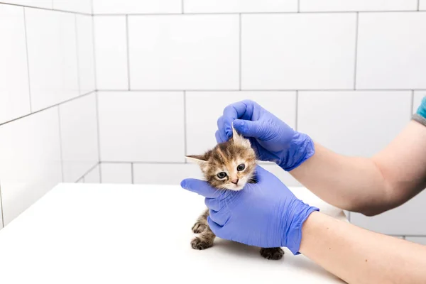 Chequeo y tratamiento de un gatito por un médico en una clínica veterinaria aislada sobre fondo blanco, vacunación de mascotas y chequeo de oídos . — Foto de Stock