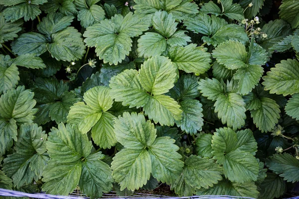 Аккуратный сад кровать с пышной зеленой клубники кусты в качестве фона или текстуры крупным планом — стоковое фото
