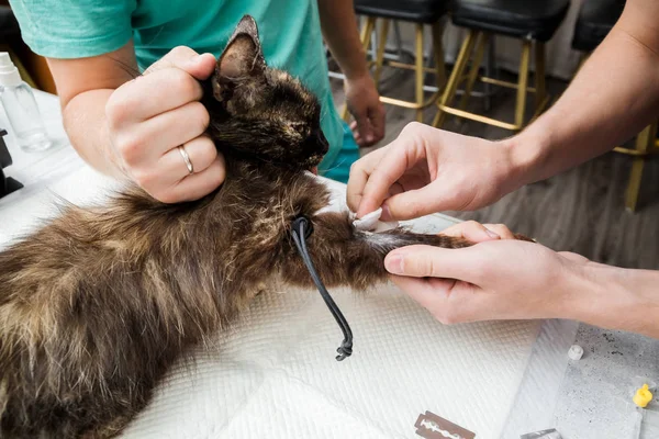 Veteriner kedinin pençesine turnike yerleştirdi ve anestezi iğnesi yaptı. Operasyona hazırlanıyorum. Bir kedinin sterilizasyonu. Veteriner kedi cerrahisi, şenlik ateşi, ürolitiyazis.