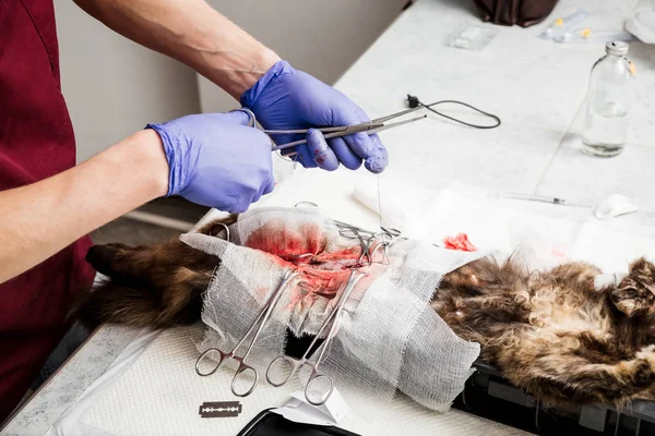 Esterilización de un gato. Final de la cirugía abdominal en primer plano, el veterinario cose los tejidos blandos del abdomen . — Foto de Stock