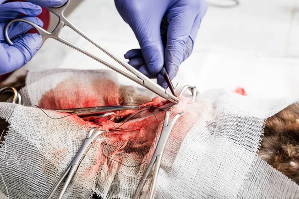 Esterilización de un primer plano de gato. Final de la cirugía abdominal, el veterinario cose los tejidos blandos del abdomen . — Foto de Stock