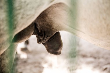 White horse testicles and penis