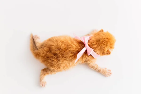 Niedliche Ingwer neugeborenes Kätzchen mit rosa Schleife auf der Hand. Eineinhalb Wochen kleine Katze — Stockfoto