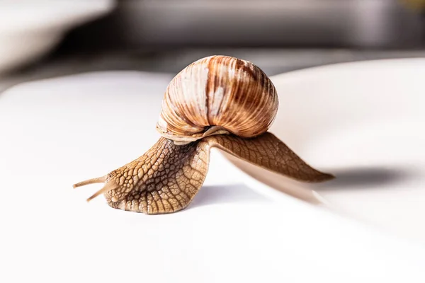 Escargots de jardin isolés sur fond blanc — Photo