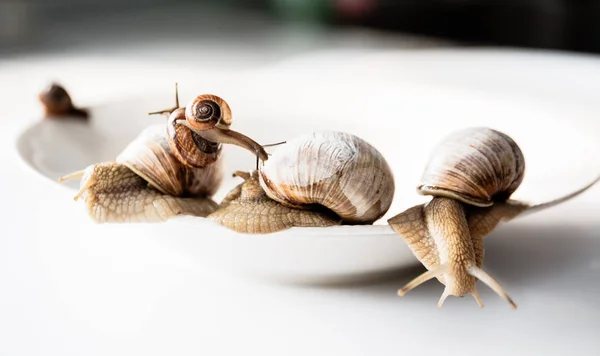 Caracoles de jardín aislados sobre fondo blanco — Foto de Stock