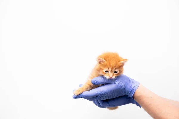 兽医诊所的医生对生姜小猫的检查和治疗，在白色背景上隔离，为宠物接种疫苗. — 图库照片