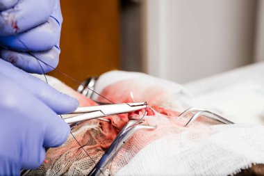 Bir kediyakın çekim sterilizasyon. Karın cerrahisi sonunda, veteriner karın yumuşak dokuları diker.