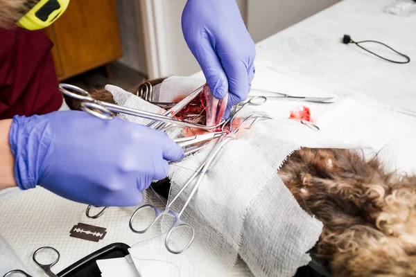 Sterilization of a cat. Abdominal surgery on the uterus close-up. Veterinary cat surgery, urolithiasis.