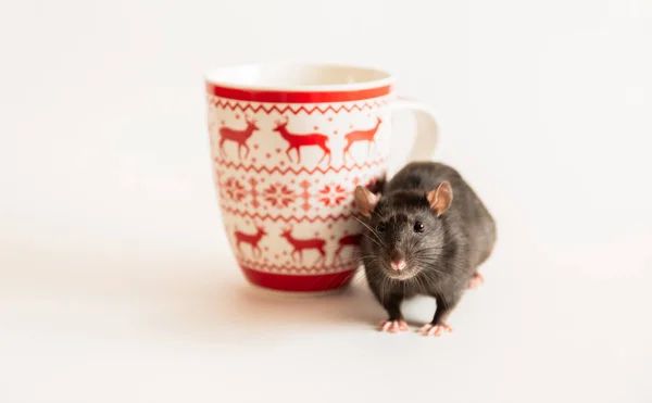Черная крыса с красивым розовым носом сидит рядом с большой рождественской кружкой на белом фоне — стоковое фото